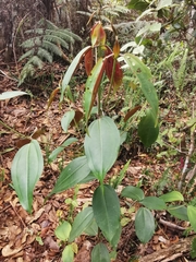 Miconia resima