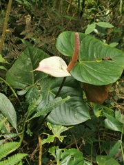 Anthurium nymphaeifolium