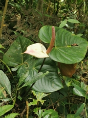 Anthurium nymphaeifolium