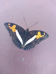 Adelpha malea goyama
