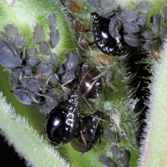 Brachycaudus lychnidis