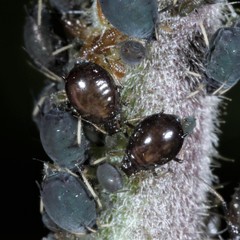 Brachycaudus lychnidis