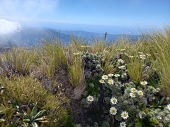 Leucogenes leontopodium