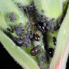 Brachycaudus lychnidis