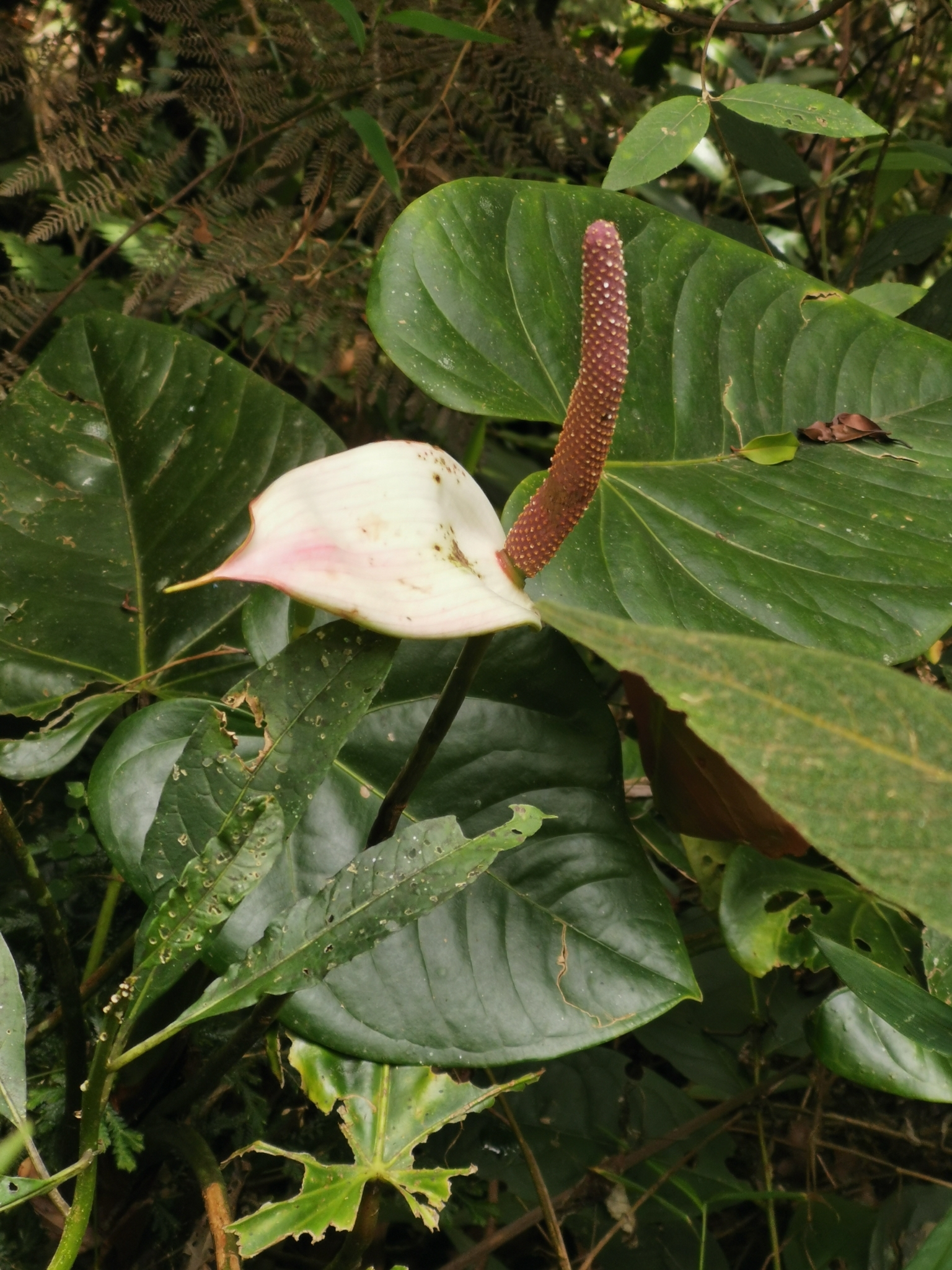Anthurium nymphaeifolium  iNaturalist