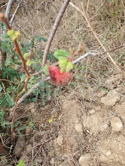 Calliandra californica