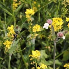 Brachycaudus lychnidis