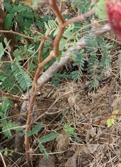 Calliandra californica