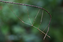 Phanocloidea muricata