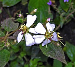 Chaetogastra brachyphylla