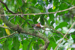 Chamaetylas choloensis