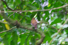 Chamaetylas choloensis