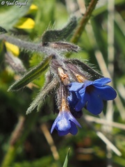 Alkanna tinctoria