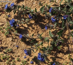 Alkanna tinctoria
