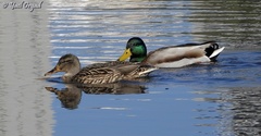 Anas platyrhynchos