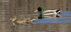 Anas platyrhynchos
