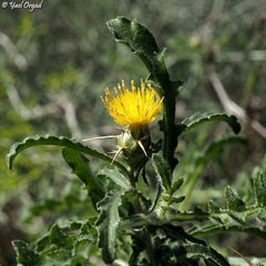 Centaurea procurrens