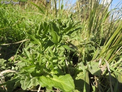 Eminium spiculatum
