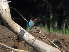 Halcyon smyrnensis