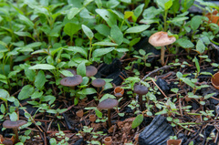 Tephrocybe