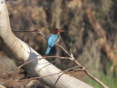 Halcyon smyrnensis