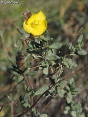 Helianthemum stipulatum