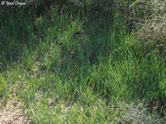 Iris atropurpurea