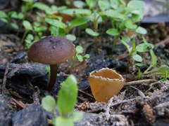 Tephrocybe