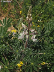 Lupinus palaestinus
