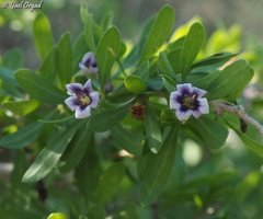 Lycium schweinfurthii