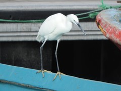 Egretta garzetta