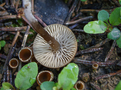 Tephrocybe