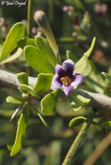 Lycium schweinfurthii