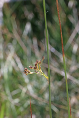 Juncus balticus ater