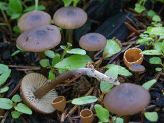 Tephrocybe