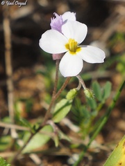 Maresia pulchella
