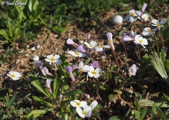 Maresia pulchella