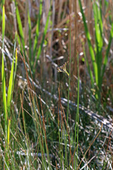 Juncus balticus ater