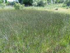 Juncus balticus ater