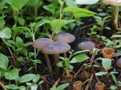 Tephrocybe