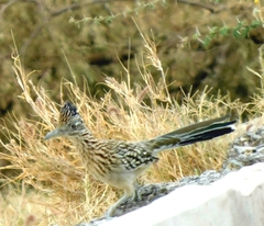 Geococcyx californianus