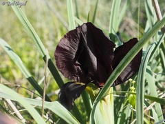 Iris atropurpurea