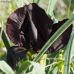 Iris atropurpurea