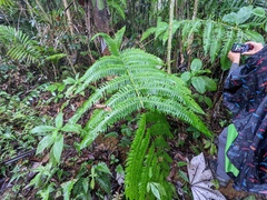 Cyathea horrida