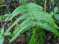 Cyathea horrida