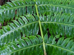 Cyathea horrida