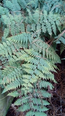 Hypolepis trichochlaena