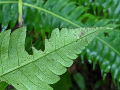 Cyathea horrida