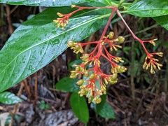 Palicourea crocea