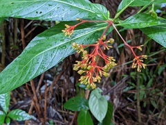 Palicourea crocea